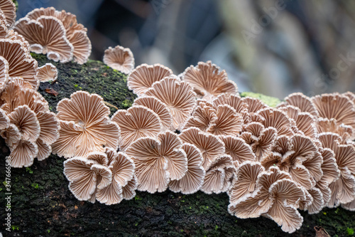 Split gill (Schizophyllum commune) mushrooms growing on a tree branch