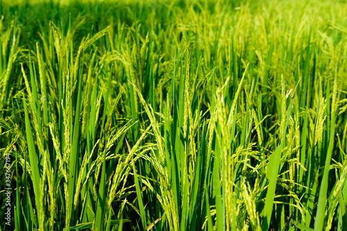 close up padi rice field farm green organic