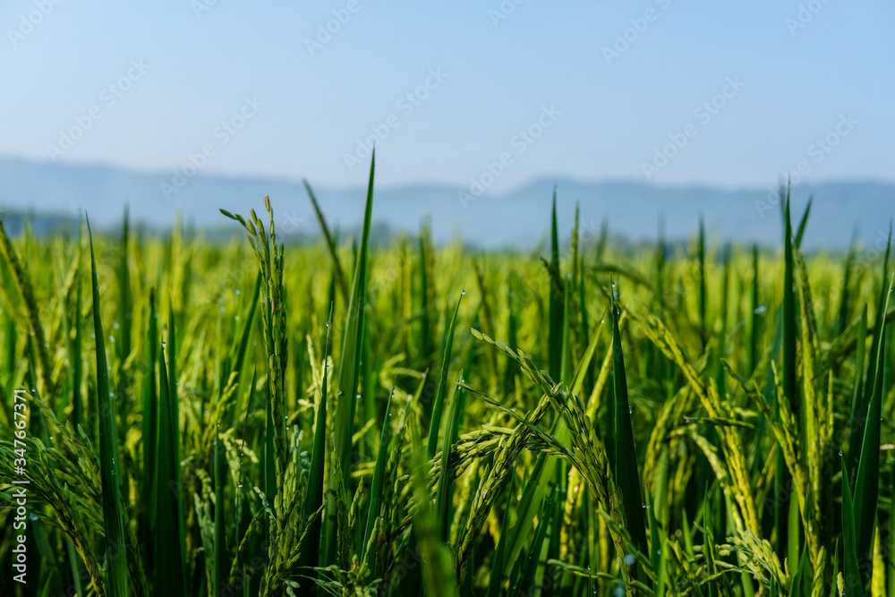 farm fields green rice nature farm blue sky background farm fields green rice nature farm blue sky background