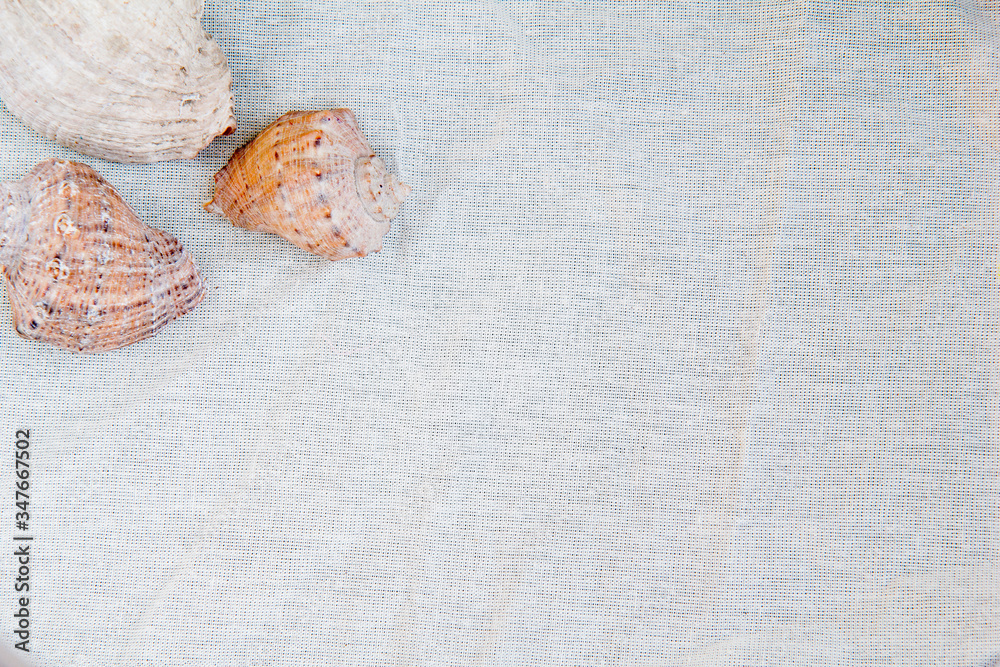 White fabric background with three sea shells in the left corner