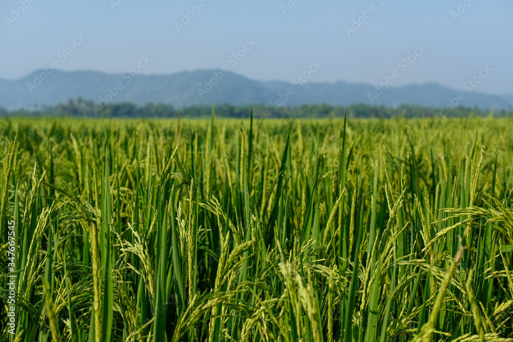 farm fields green rice nature farm blue sky background farm fields green rice nature farm blue sky background
