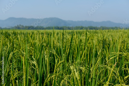 farm fields green rice nature farm blue sky background