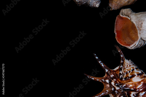 Black background with isolated sea shells