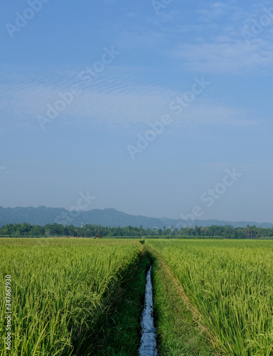 farm fields green rice nature farm blue sky background
