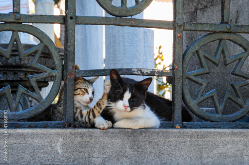 Photography Street Cats in Istanbul