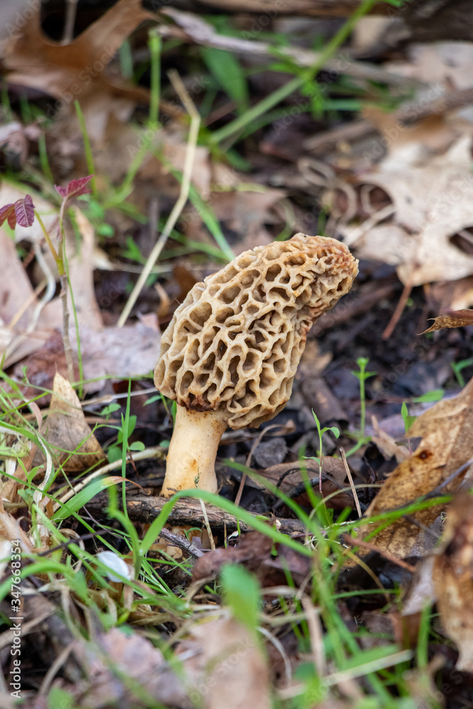 Yellow morel (Morchella) mushroom growing in the woods Yellow morel (Morchella) mushroom growing in the woods