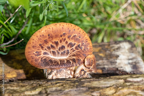 Dryad's saddle (Cerioporus squamosus) polypore mushroom growing on a log photo