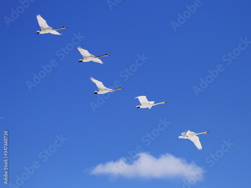 Swans highly flying in the blue sky