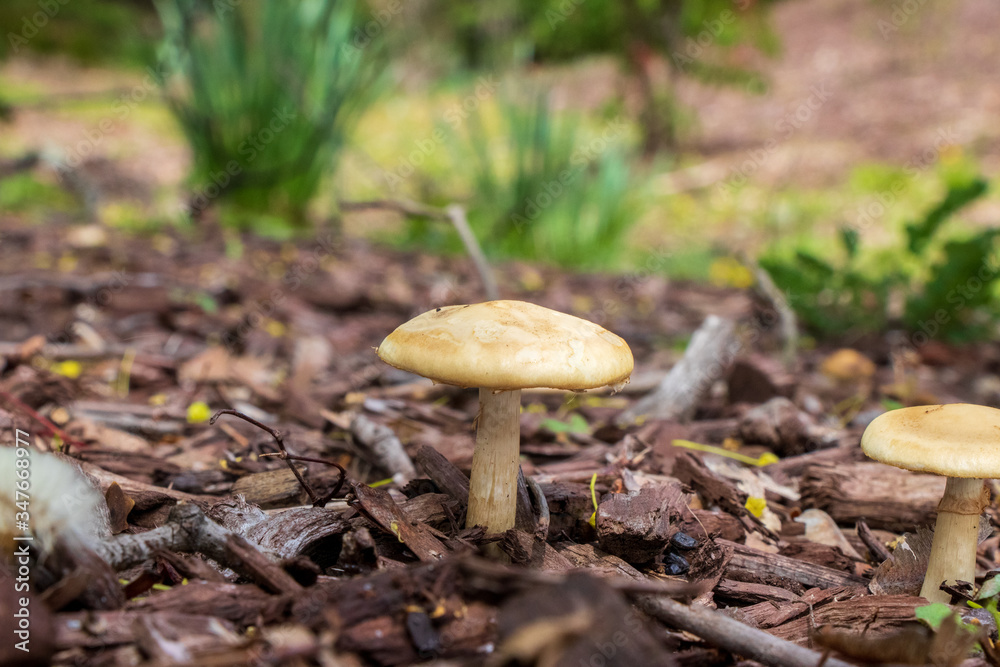 Spring fieldcap (Agrocybe praecox) mushroom growing in woodchips Spring fieldcap (Agrocybe praecox) mushroom growing in woodchips