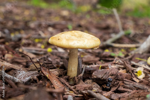 Spring fieldcap (Agrocybe praecox) mushroom growing in woodchips