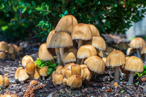 A cluster of glistening inkcap (Coprinellus micaceus) mushrooms growing in a flower bed