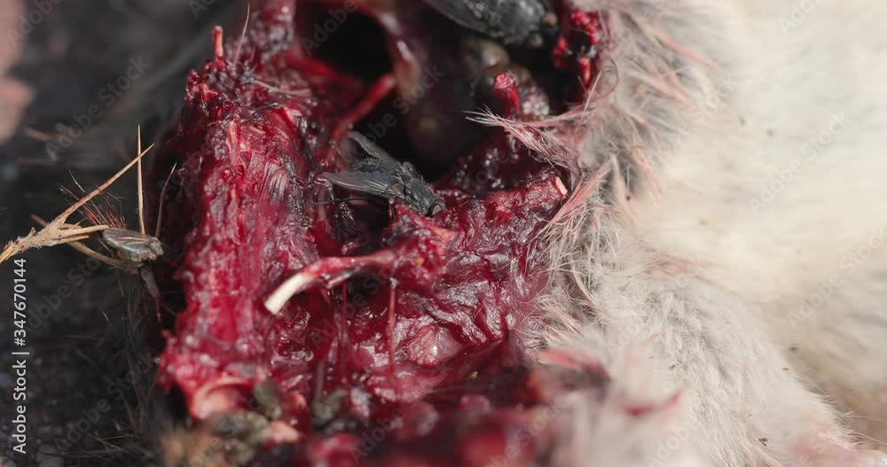 Dead mouse killed by a cat with open wound infested by flies