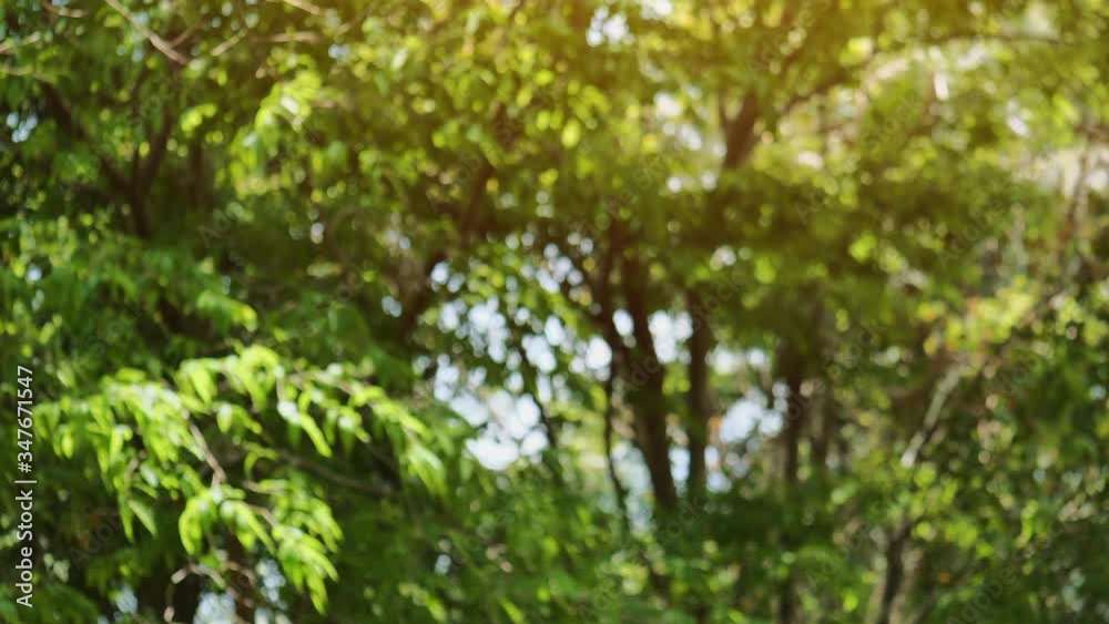 Natural background of defocused tropical rainforest in bokeh landscape static shot Natural background of defocused tropical rainforest in bokeh landscape static shot