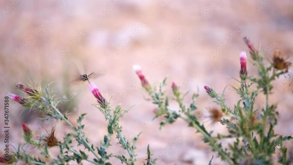 Seamless cinemagraph of insect collecting nectar from pink thistle flowers plant in Bryce Canyon National Park in Utah with fast Shinx Hummingbird moth flapping wings Seamless cinemagraph of insect collecting nectar from pink thistle flowers plant in Bryce Canyon National Park in Utah with fast Shinx Hummingbird moth flapping wings