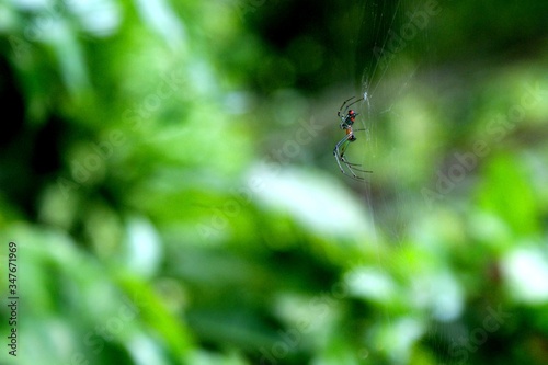 Resting Spider © Luis Fernando Hill