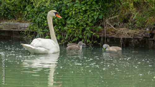 White swan family on the water