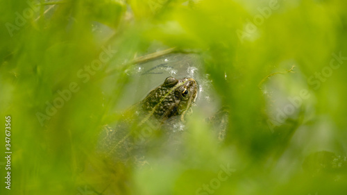 Green frog on the water in a beautiful bokeh