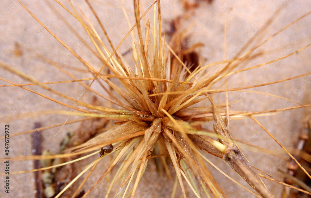 Detail close up of wild grass growing in sand on the beach