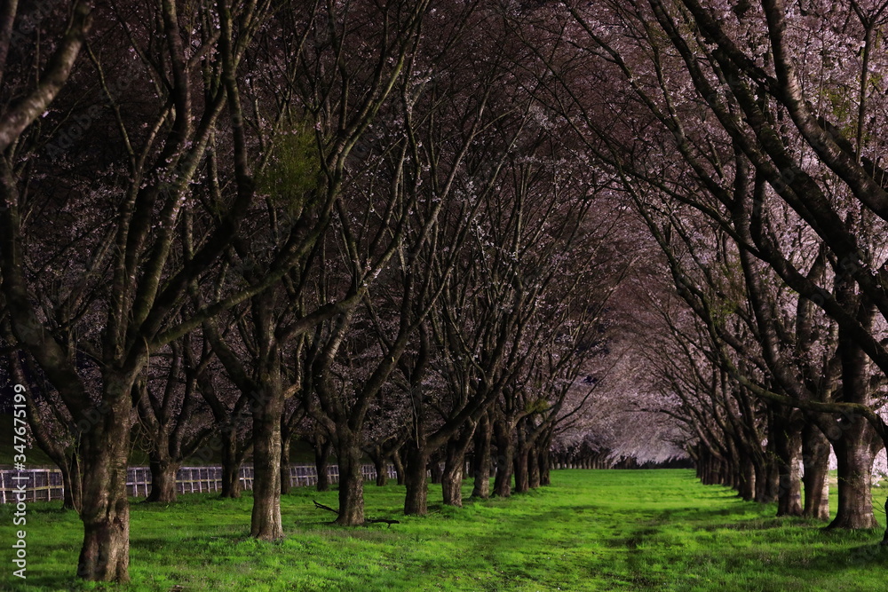 Obraz premium 満開の夜桜