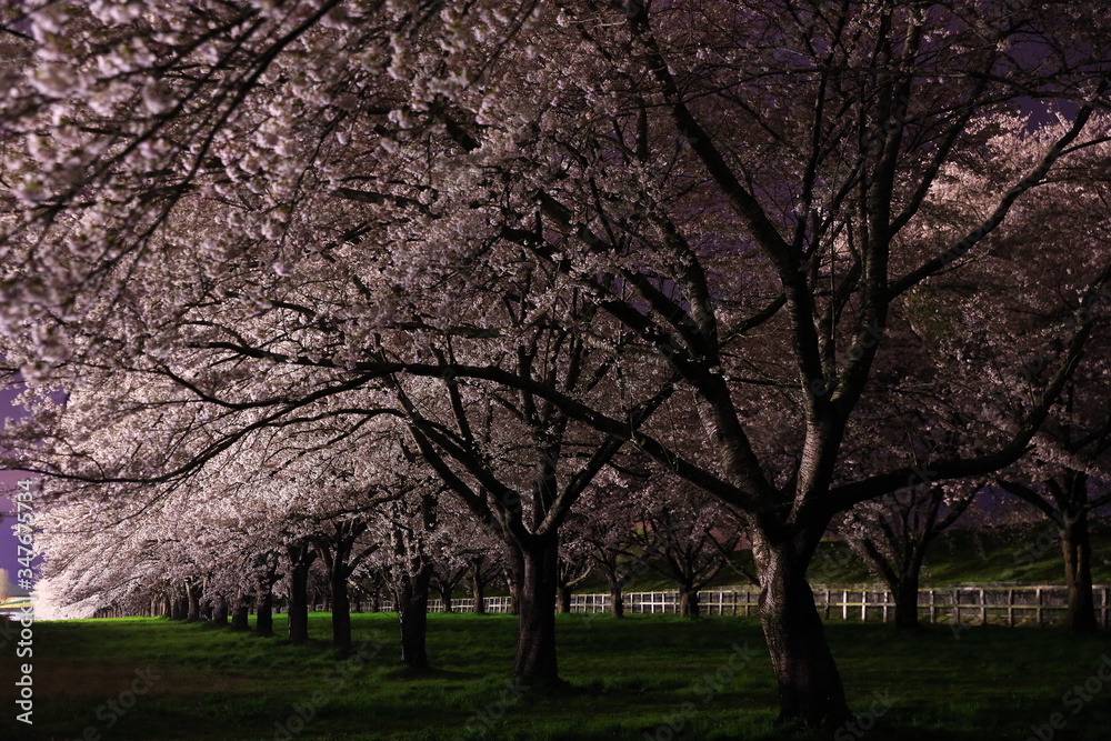 満開の夜桜 満開の夜桜
