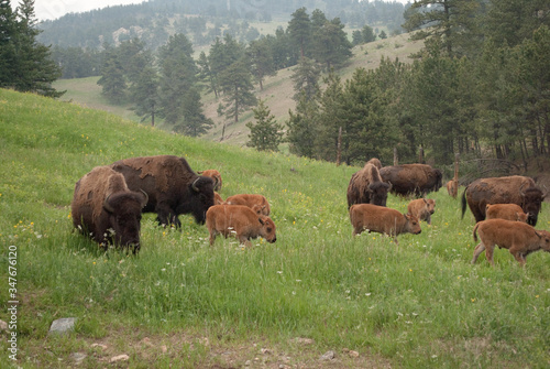 Bison family in the spring