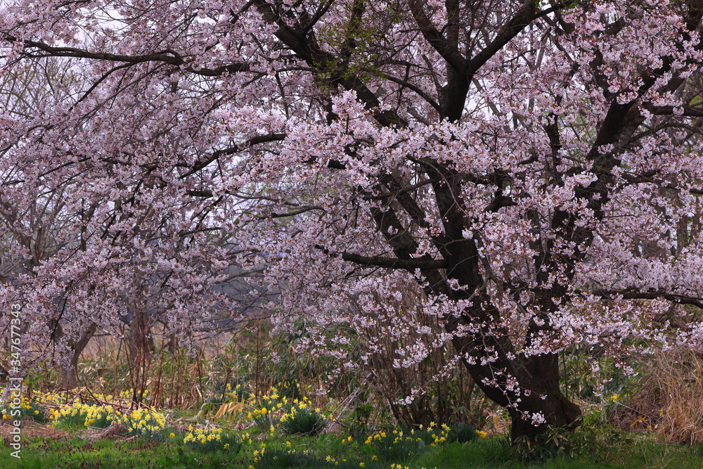 岩手県奥州市 満開の桜 岩手県奥州市 満開の桜
