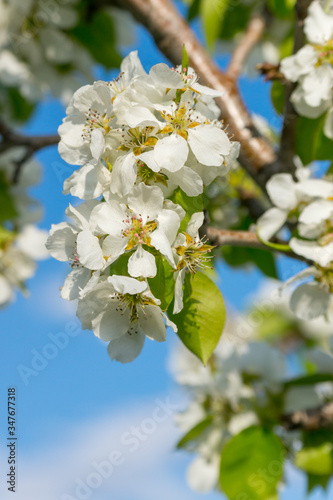 Blooming pear tree