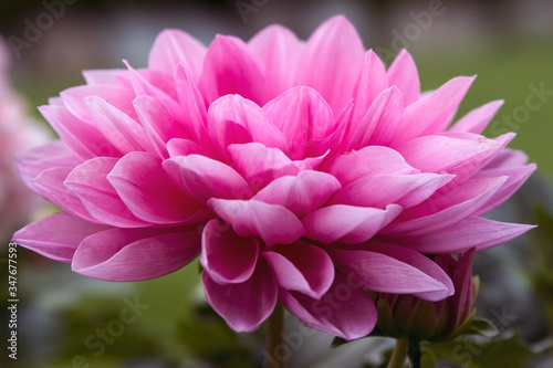 Beautiful Dahlia flowers in full bloom; Pink Dahlia flowers with delicate petals