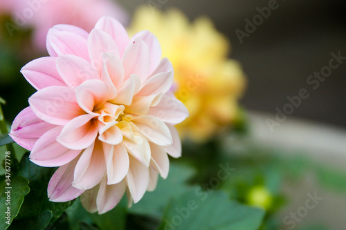 Beautiful Dahlia flowers in full bloom  Pink Dahlia flowers with delicate petals