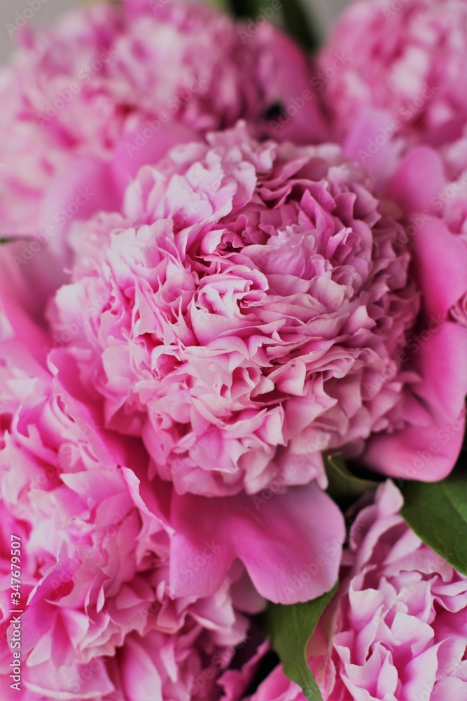 マダム・ヴァンフォーテン
