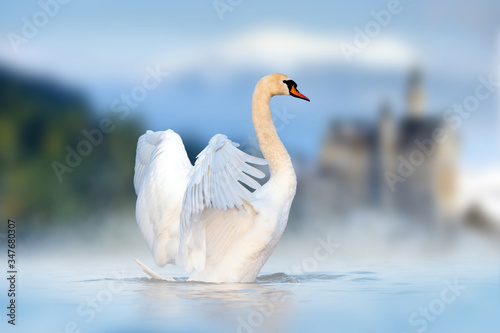White swan in lake on castle and mountain background