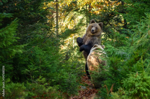 Two big brown bear in the forest. Dangerous animal in natural habitat. Wildlife scene