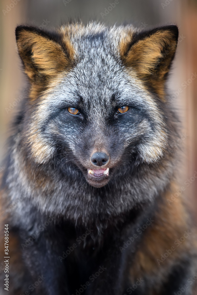 Portrait silver Fox, beautiful animal on dark background Stock-Foto | Adobe  Stock