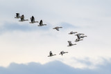 Migrating Geese flying in V formation