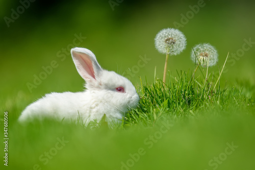 Funny  little white rabbit on spring green grass