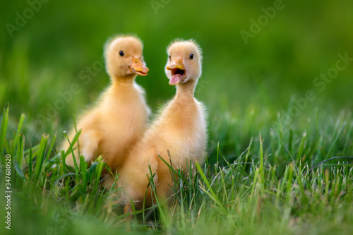 Funny Little yellow duckling on spring green grass