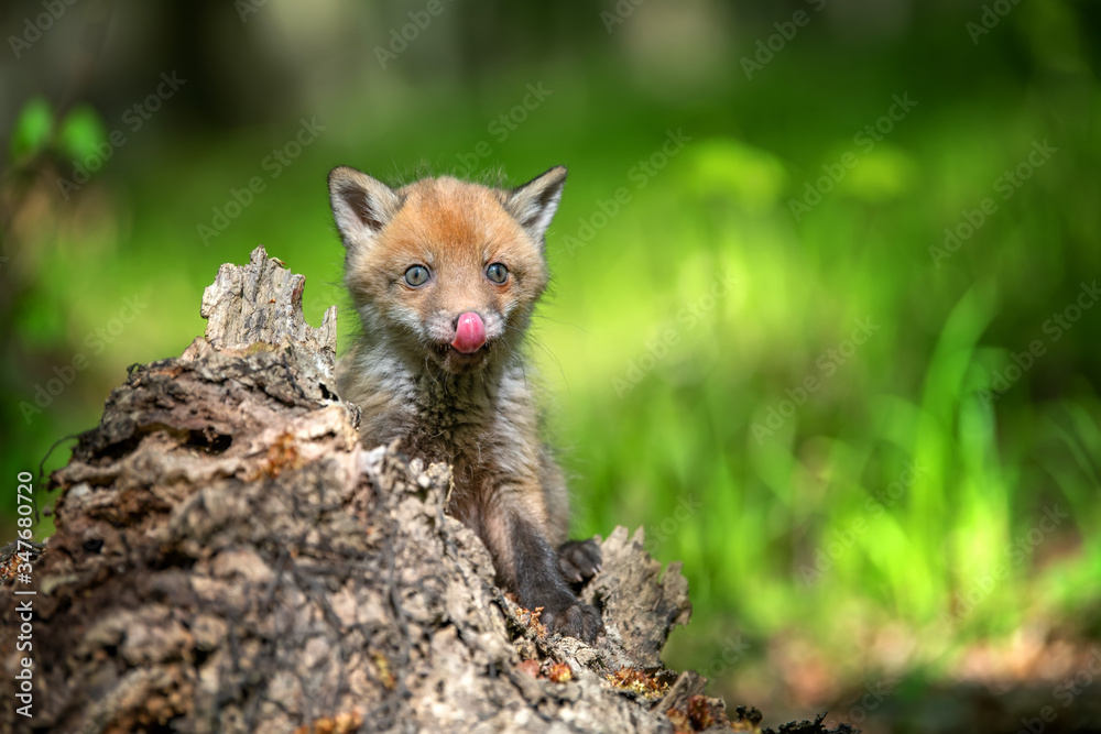 Red fox, vulpes vulpes, small young cub on stump