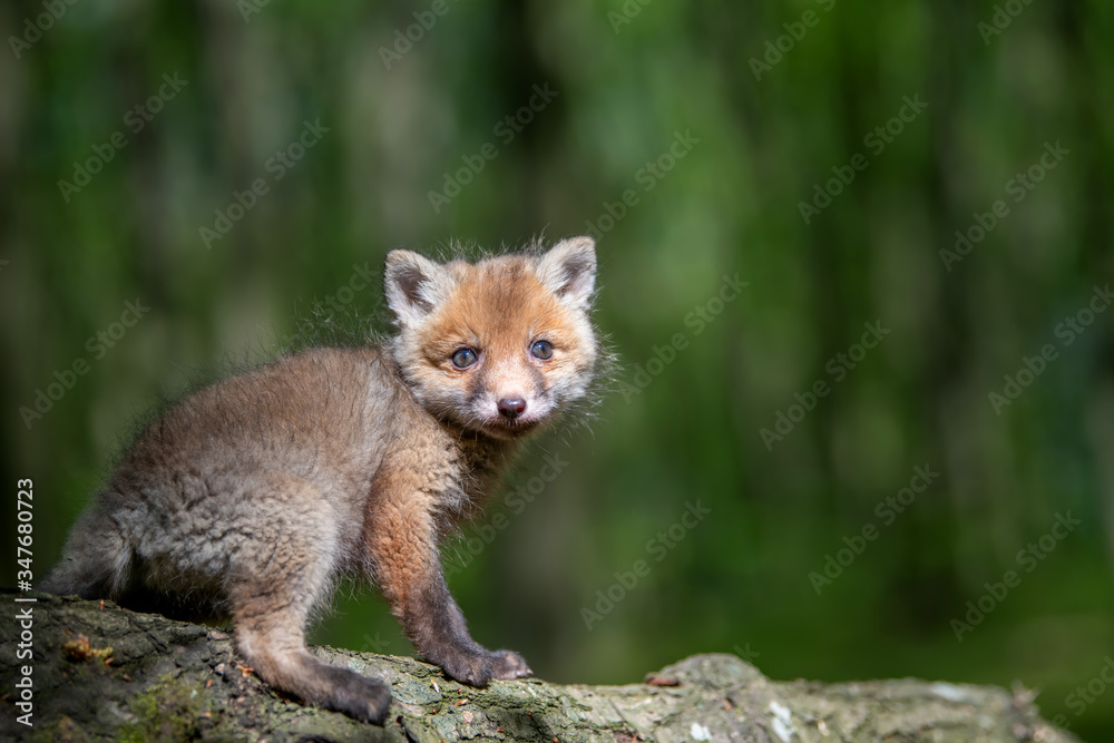 Naklejka premium Red fox, vulpes vulpes, small young cub in forest on branch