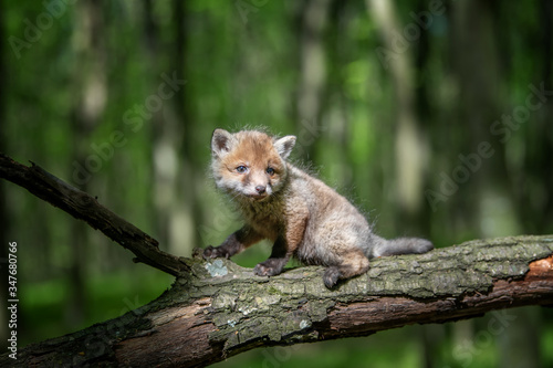 Fototapeta Naklejka Na Ścianę i Meble -  Red fox, vulpes vulpes, small young cub in forest on branch