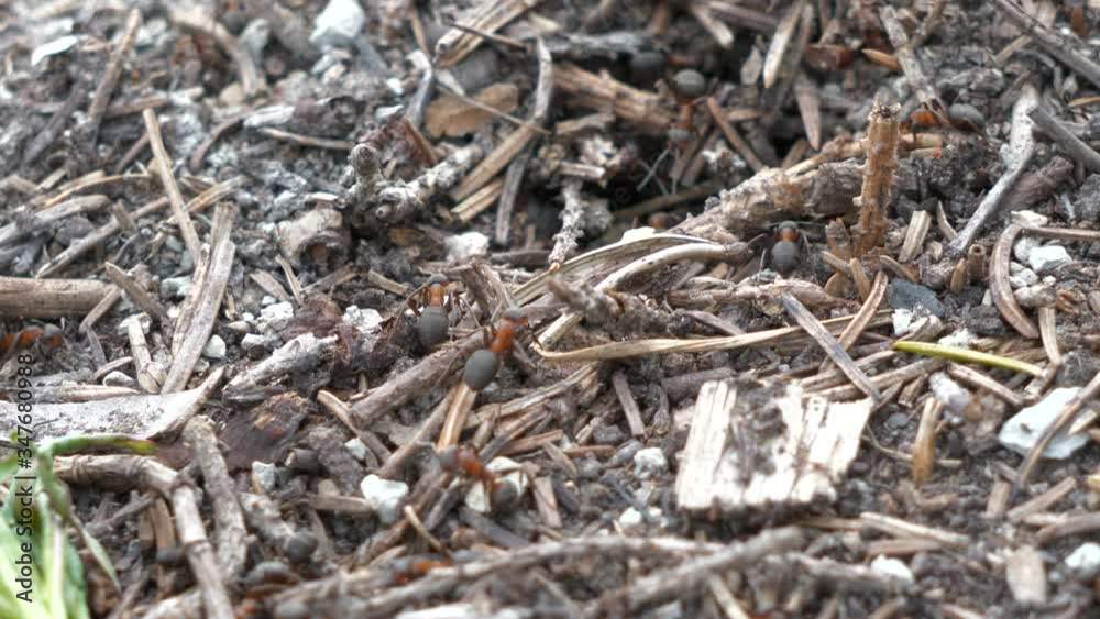 Ants On Anthill, slow motion, tilt up Ants On Anthill, slow motion, tilt up