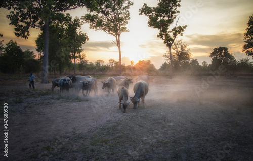 A buffalo herd in the Thai countryside that has been affected by a drought that has a sunset background