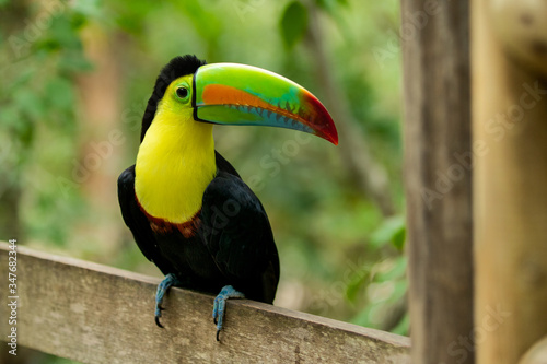 Photo of a Toucan shot in Cartagena, Colombia 