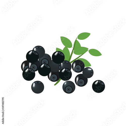 Bilberry organic sweet juicy berry vector illustration