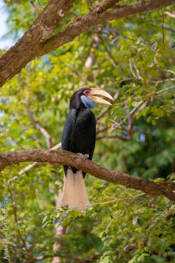 Obraz premium Great hornbill (Buceros bicornis) is one of the larger hornbill family