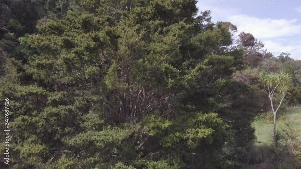 Dense subtropical forest in New Zealand Dense subtropical forest in New Zealand