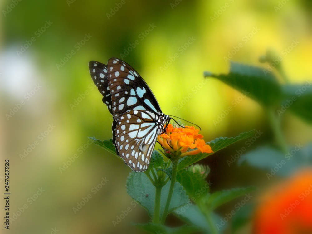 Fototapeta premium butterfly on flower