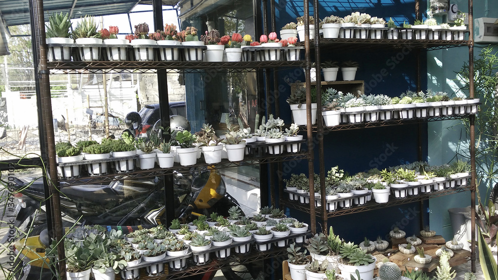 many green plant and cactus in black pots on the stylish room interior with decorative flower in white