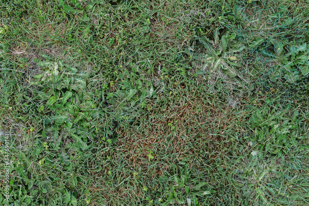 Flat grass texture with dandelion leaves Flat grass texture with dandelion leaves