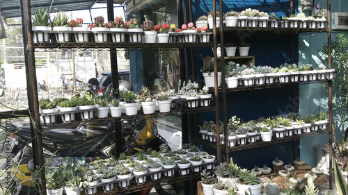 many green plant and cactus in black pots on the stylish room interior with decorative flower in white