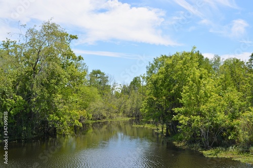 Day at the swamp